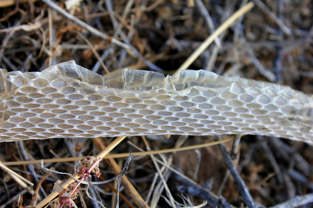 Snake Skin, Mojave Desert
